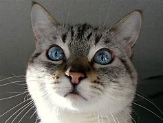 Image result for Funny Cat Faces