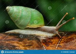 Image result for Snail with Long Antenna