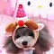 Image result for Cute Dog PFP with Hat