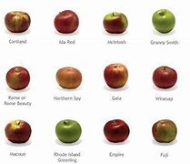 Image result for Names of Apple Varieties