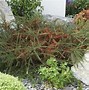 Image result for cotoneaster_horizontalis