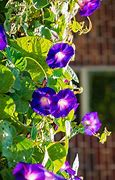 Image result for Ivy Morning Glory Flowers