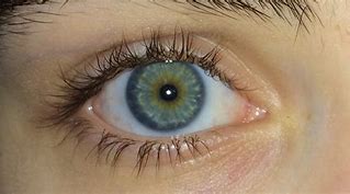 Image result for Blue Green Eye Color