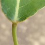 Image result for Hippomane Mancinella Seeds