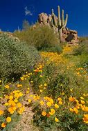 Image result for Norther AZ Wildflowers