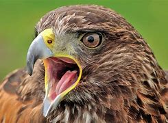 Image result for Hawk Eye Angry