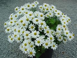 Image result for Arctanthemum arcticum Polarstern