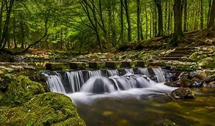 Image result for Forest Stepping Stones