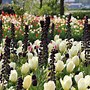 Image result for Fritillaria persica Twin Tower Tribute