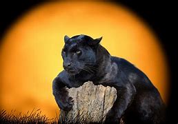 Image result for Jaguars Wallpaper 1080P