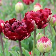 Image result for Tulipa Uncle Tom