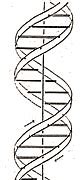 Image result for Diagram of DNA and Genes