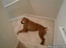 Image result for What the Dog Doing Meme GIF