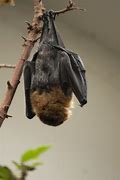 Image result for Greater Flying Fox Bat