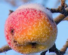 Image result for Apple Snow Flakes 2018