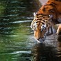 Image result for Aesthetic Tiger Wallpaper