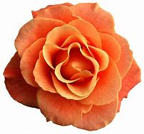 Image result for Orange Rose Clip Art