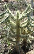 Image result for Cactus in Desert Art