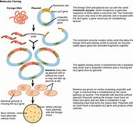 Image result for Cell Clone