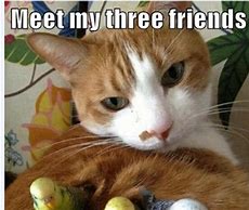 Image result for Kid-Friendly Cat Memes Clean