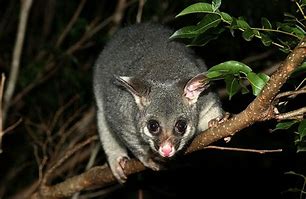 Image result for Possum Marsupial