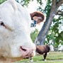 Image result for Polled Hereford Cattle