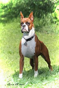 Image result for Male Boxer Dog