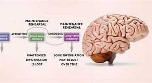 Image result for Human Brain Memory