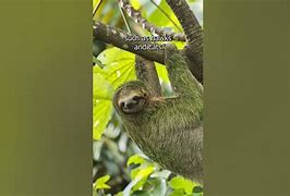 Image result for Sloth Algae