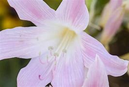 Image result for Amaryllis belladonna