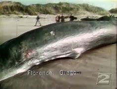 Image result for Whale Carcass Exploding
