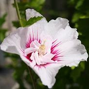Image result for Hibiscus syriacus China Chiffon