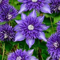 Image result for Blue Clematis Bouquet Fresh Cut