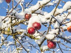 Image result for Black Apple Tree Branches Winter
