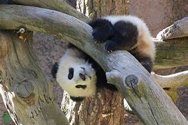 Image result for Giant Panda Zoo Habitat