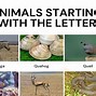 Image result for Q Animals List