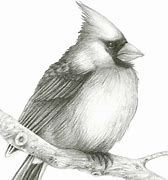 Image result for Bird Pencil Art