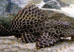 Image result for plecostomus