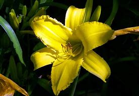 Image result for Yellow Lily Flower
