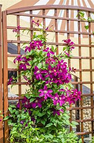 Image result for How to Grow Clematis