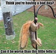 Image result for Funny Bad Day Squirrel