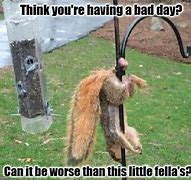 Image result for Squirel Bad Day Meme