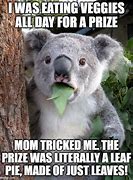 Image result for Eating Koala Meme