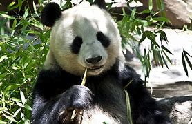 Image result for Panda Bear Pics