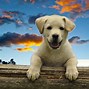 Image result for Giant Dog Up in Sky