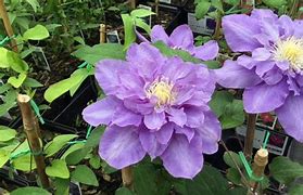 Image result for Clematis Vyvyan Pennell
