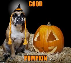 Image result for Pumpkin Dog Meme
