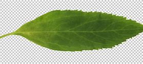 Image result for Leaves Alpha Texture