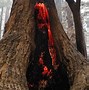 Image result for Redwood Forest California Fires