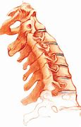 Image result for Cervical Spine Drawing